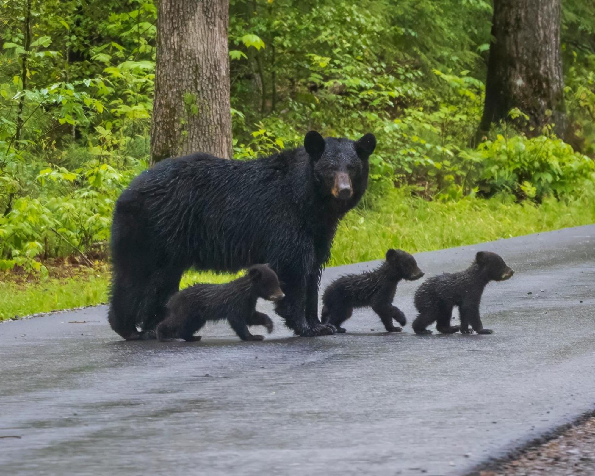 Four Bears Den, Hot Tub, 1089 Of Free Attraction Tickets For Each Paid Day, Dollywood And More Gatlinburg Exteriör bild
